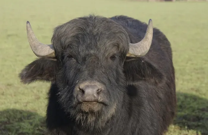 Framed Print : Domestic Water Buffalo (Bubalis bubalis) calf, close-up of head, in pasture, North Yorkshire, England