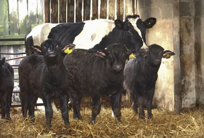 Framed Print : Domestic Water Buffalo (Bubalis bubalis) calves, being reared by dairy cow, on straw in housing, North Yorkshire, England Framed Print : Domestic Water Buffalo (Bubalis bubalis) calves, being reared by dairy cow, on straw in housing, North Yorkshire, England