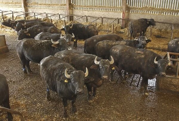 Domestic Water Buffalo (Bubalis bubalis) cows, herd standing in cubicle house, North Yorkshire, England