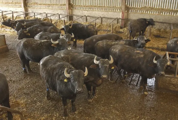 Framed Print : Domestic Water Buffalo (Bubalis bubalis) cows, herd standing in cubicle house, North Yorkshire, England
