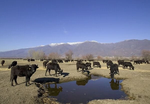 Domestic Water Buffalo (Bubalis bubalis) herd, drinking and feeding on fodder, Lake Kerkini, Macedonia, Greece, winter