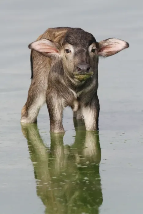Framed Print : Domestic Water Buffalo (Bubalis bubalis) newborn calf, standing in shallow water, Udalawawe N. P. Sri Lanka, January Framed Print : Domestic Water Buffalo (Bubalis bubalis) newborn calf, standing in shallow water, Udalawawe N. P. Sri Lanka, January