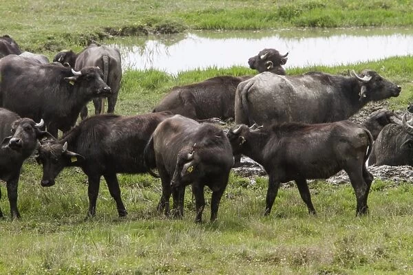 Domestic water buffalo herd at Lake Kerkini Northern Greece