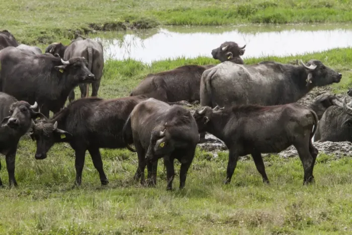 Framed Print : Domestic water buffalo herd at Lake Kerkini Northern Greece Framed Print : Domestic water buffalo herd at Lake Kerkini Northern Greece