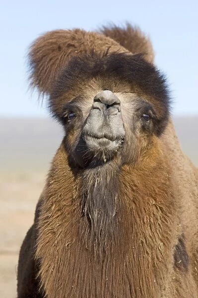 Domesticated Bactrian Camel (Camelus bactrianus) breeding male, close-up of head, in pen at nomads camp, Khongoryn Els Sand Dunes, Southern Gobi Desert, Mongolia, october