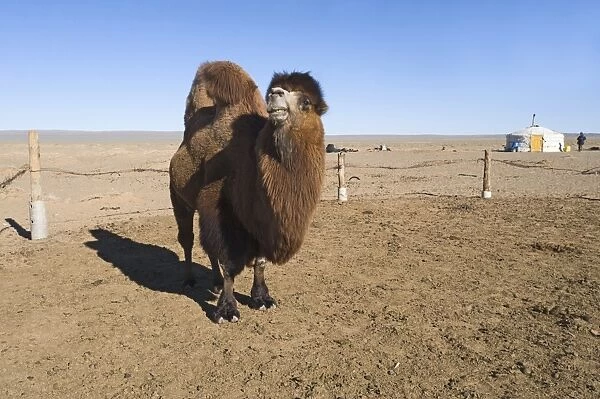 Domesticated Bactrian Camel (Camelus bactrianus) breeding male, standing in pen at nomads camp, Khongoryn Els Sand Dunes, Southern Gobi Desert, Mongolia, october