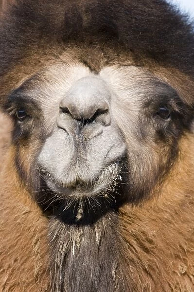 Domesticated Bactrian Camel (Camelus bactrianus) breeding male, close-up of head, in pen at nomads camp, Khongoryn Els Sand Dunes, Southern Gobi Desert, Mongolia, october