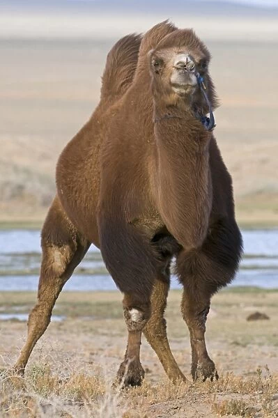 Domesticated Bactrian Camel (Camelus bactrianus) adult, standing in desert, Khongoryn Els Sand Dunes, Southern Gobi Desert, Mongolia, october