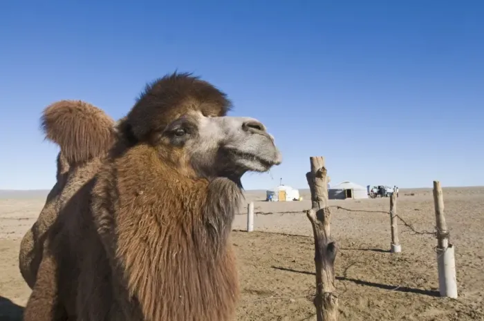 Framed Print : Domesticated Bactrian Camel (Camelus bactrianus) breeding male, close-up of head, in pen at nomads camp, Khongoryn Els Sand Dunes, Southern Gobi Desert, Mongolia, october Framed Print : Domesticated Bactrian Camel (Camelus bactrianus) breeding male, close-up of head, in pen at nomads camp, Khongoryn Els Sand Dunes, Southern Gobi Desert, Mongolia, october