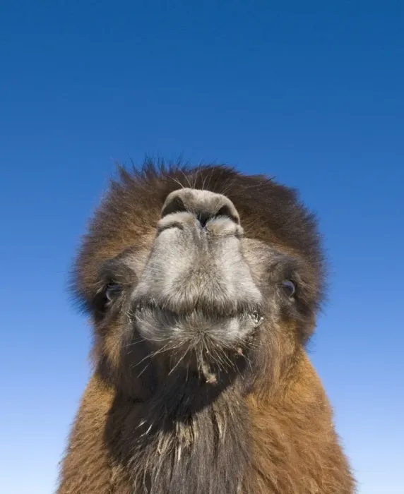 Framed Print : Domesticated Bactrian Camel (Camelus bactrianus) breeding male, close-up of head, in pen at nomads camp, Khongoryn Els Sand Dunes, Southern Gobi Desert, Mongolia, october Framed Print : Domesticated Bactrian Camel (Camelus bactrianus) breeding male, close-up of head, in pen at nomads camp, Khongoryn Els Sand Dunes, Southern Gobi Desert, Mongolia, october