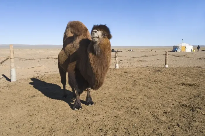 Framed Print : Domesticated Bactrian Camel (Camelus bactrianus) breeding male, standing in pen at nomads camp, Khongoryn Els Sand Dunes, Southern Gobi Desert, Mongolia, october Framed Print : Domesticated Bactrian Camel (Camelus bactrianus) breeding male, standing in pen at nomads camp, Khongoryn Els Sand Dunes, Southern Gobi Desert, Mongolia, october