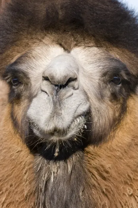 Framed Print : Domesticated Bactrian Camel (Camelus bactrianus) breeding male, close-up of head, in pen at nomads camp, Khongoryn Els Sand Dunes, Southern Gobi Desert, Mongolia, october