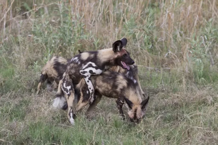 Framed Print : Dominance in Hunting dogs where one will mount another. Lycaon pictus is a large canid found only in Africa