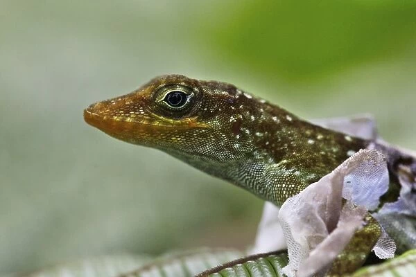 Dominican Anole (Anolis oculatus) adult, close-up of head, shedding skin, Dominica, Lesser Antilles, June