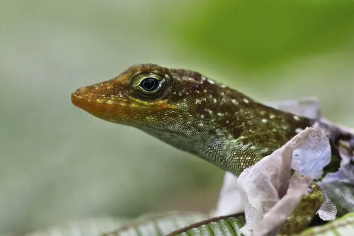 Framed Print : Dominican Anole (Anolis oculatus) adult, close-up of head, shedding skin, Dominica, Lesser Antilles, June Framed Print : Dominican Anole (Anolis oculatus) adult, close-up of head, shedding skin, Dominica, Lesser Antilles, June