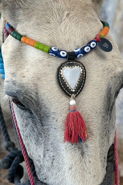 Donkey, adult, close-up of head, with decorative beaded headwear, Fira, Santorini, Cyclades, Aegean Sea, Greece