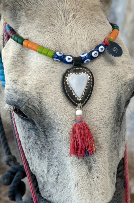 Framed Print : Donkey, adult, close-up of head, with decorative beaded headwear, Fira, Santorini, Cyclades, Aegean Sea, Greece Framed Print : Donkey, adult, close-up of head, with decorative beaded headwear, Fira, Santorini, Cyclades, Aegean Sea, Greece