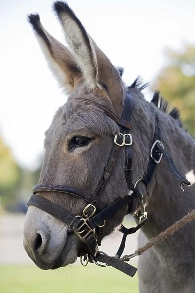 Donkey, adult, close-up of head, wearing bridle and headcollar, England, october