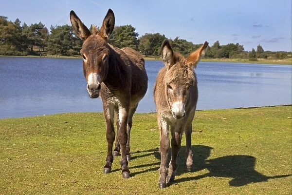Donkey, adult female with foal, standing at edge of lake, New Forest, Hampshire, England, september