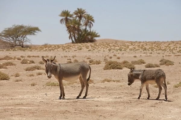 Donkey, adult female with young, standing in desert, Sahara, Morocco, may