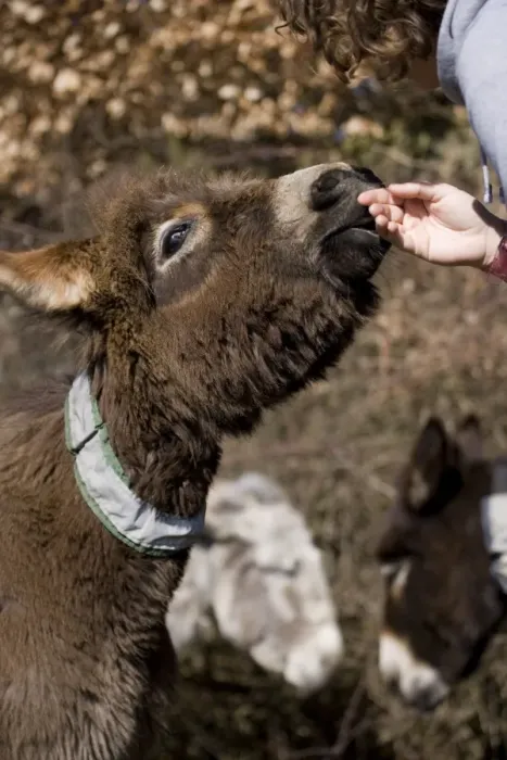 Framed Print : Donkey, adult male, with reflective collar on neck, being stroked by woman, New Forest, Hampshire, England, march