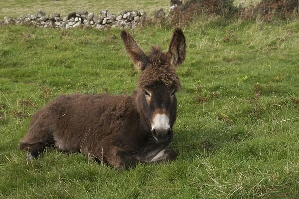 Donkey, adult, resting in coastal pasture, Rockcliffe, Dumfries and Galloway, Scotland, September