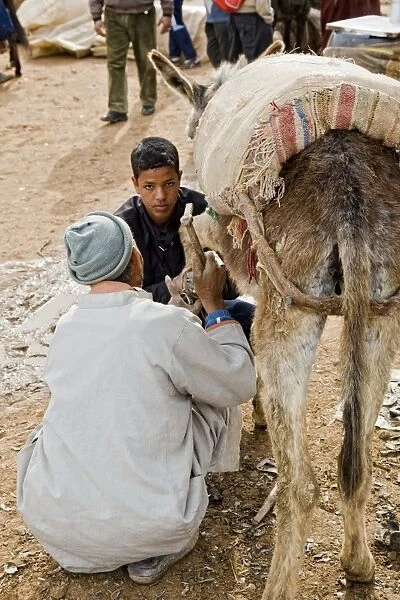 Donkey, adult, being shod by man and boy, near Essaouira, Morocco, february