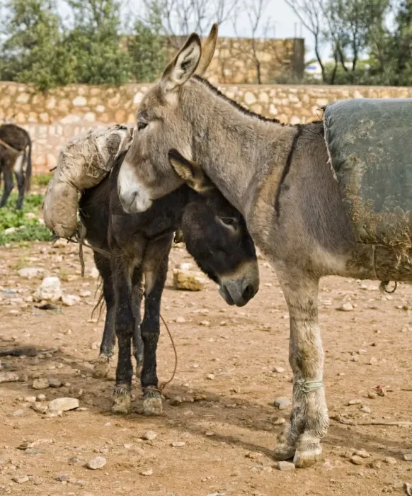 Framed Print : Donkey, two adults, standing together at rural market, near Essaouira, Morocco, february Framed Print : Donkey, two adults, standing together at rural market, near Essaouira, Morocco, february