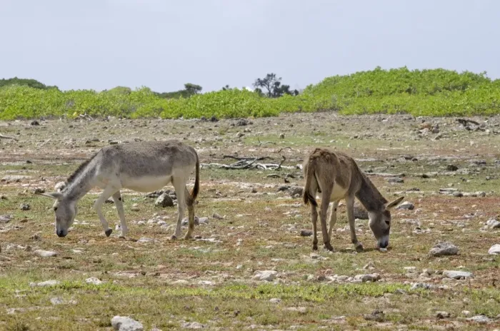 Framed Print : Donkey, two feral adults, grazing, Bonaire, Leeward Antilles, Lesser Antilles, Caribbean