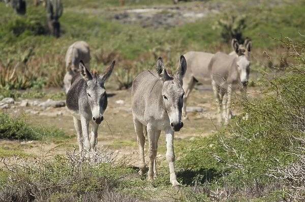 Donkey, five feral adults, walking, Bonaire, Leeward Antilles, Lesser Antilles, Caribbean