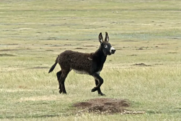 Framed Print : Donkey, Wild Burro feral adult, running in prairie, Custer State Park, Black Hills, South Dakota, U. S. A. september Framed Print : Donkey, Wild Burro feral adult, running in prairie, Custer State Park, Black Hills, South Dakota, U. S. A. september