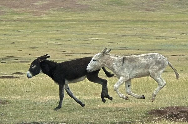 Donkey, Wild Burro feral adults, two running in prairie, Custer State Park, Black Hills, South Dakota, U. S. A. september