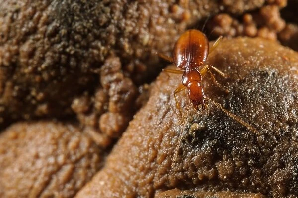 Dorias Cave Beetle (Duvalius doriae doriae) adult, foraging in cave, Pignone, La Spezia Province, Liguria, Italy, May