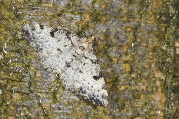 Framed Print : Dotted Carpet (Alcis jubata) adult, resting on bark, Powys, Wales, July Framed Print : Dotted Carpet (Alcis jubata) adult, resting on bark, Powys, Wales, July