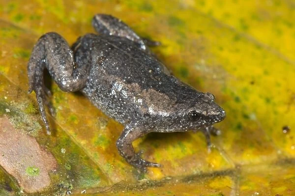 Dotted Humming Frog (Chiasmocleis ventrimaculata) adult female, sitting on leaf, Los Amigos Biological Station