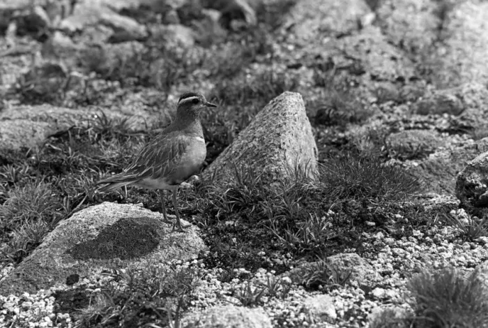 Framed Print : Dotterel - Braeriach Scotland. Taken in 1940 by Eric Hosking Framed Print : Dotterel - Braeriach Scotland. Taken in 1940 by Eric Hosking