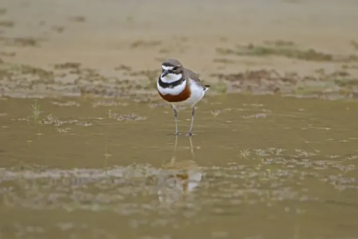 Framed Print : Double-banded Plover (Charadrius bicinctus) adult, breeding plumage, standing in shallow water, New Zealand, november Framed Print : Double-banded Plover (Charadrius bicinctus) adult, breeding plumage, standing in shallow water, New Zealand, november