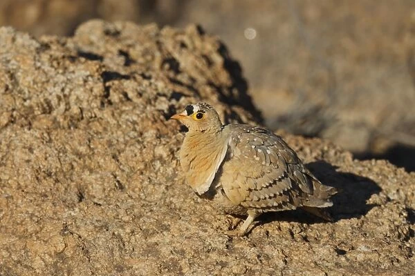 Double-banded Sandgrouse (Pterocles bicinctus) adult male, standing on rock, Augrabies Falls N. P