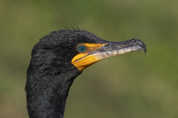 Framed Print : Double-crested Cormorant (Phalacrocorax auritus) adult, close-up of head, Everglades N. P. Florida, U. S. A Framed Print : Double-crested Cormorant (Phalacrocorax auritus) adult, close-up of head, Everglades N. P. Florida, U. S. A