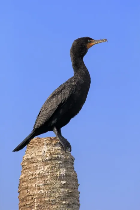 Framed Print : Double-crested Cormorant (Phalacrocorax auritus) adult, non-breeding plumage, standing on palm stump