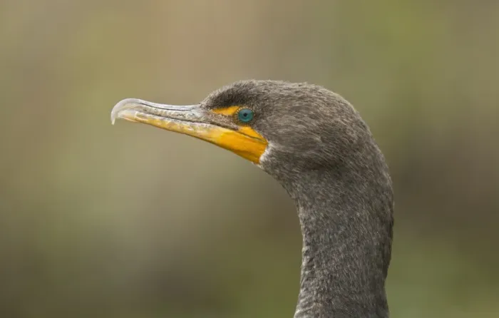 Framed Print : Double-crested Cormorant (Phalacrocorax auritus) juvenile, close-up of head, Florida, U. S. A. February