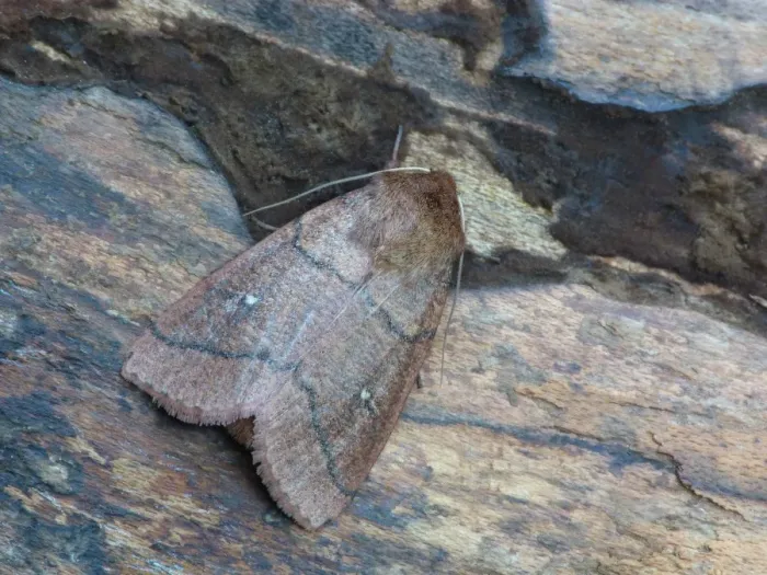 Framed Print : Double Line Moth (Mythimna turca) adult, resting on log, Cannobina Valley, Piedmont, Northern Italy, july Framed Print : Double Line Moth (Mythimna turca) adult, resting on log, Cannobina Valley, Piedmont, Northern Italy, july