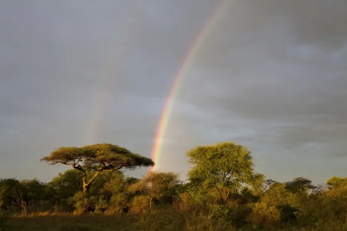 Framed Print : Double rainbow over savannah habitat, Serengeti N. P. Tanzania, november Framed Print : Double rainbow over savannah habitat, Serengeti N. P. Tanzania, november