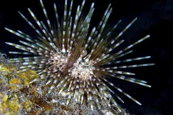 Double-spined Urchin (Echinothrix calamaris) adult, Seraya, Bali, Lesser Sunda Islands, Indonesia, December