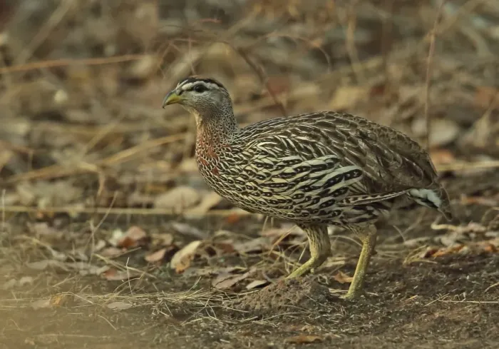 Framed Print : Double-spurred Francolin (Pternistis bicalcaratus bicalcaratus) adult, standing in dry bush, Mole N. P. Ghana, February Framed Print : Double-spurred Francolin (Pternistis bicalcaratus bicalcaratus) adult, standing in dry bush, Mole N. P. Ghana, February