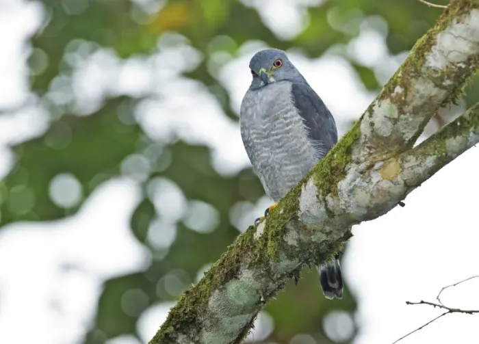 Framed Print : Double-toothed Kite (Harpagus bidentatus) adult, perched on branch in montane rainforest, Andes, Ecuador, November Framed Print : Double-toothed Kite (Harpagus bidentatus) adult, perched on branch in montane rainforest, Andes, Ecuador, November