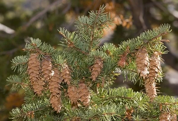 Douglas Fir (Pseudotsuga menziesii) close-up of cones and foliage, Utah, U. S. A. September