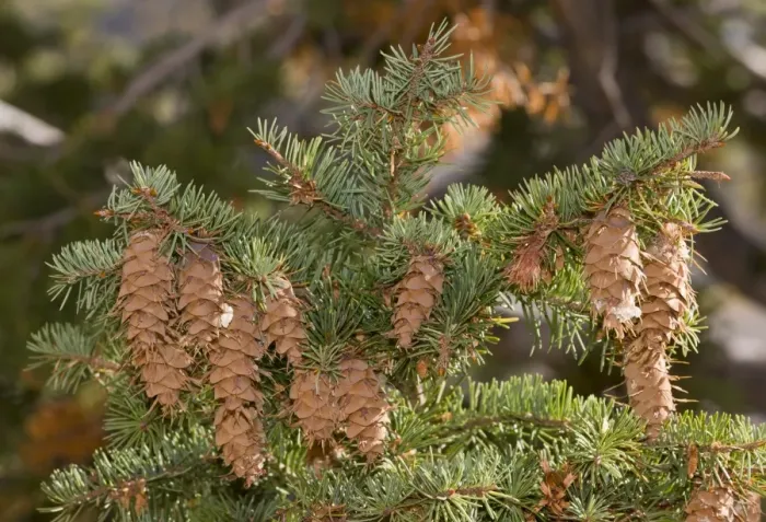 Framed Print : Douglas Fir (Pseudotsuga menziesii) close-up of cones and foliage, Utah, U. S. A. September
