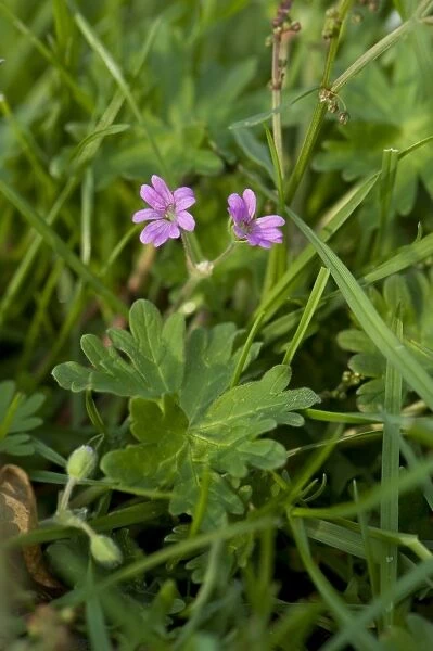 Dove s-foot cranesbill, Geranium molle, pink flowers and leaves