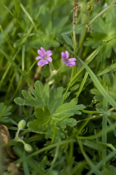 Framed Print : Dove s-foot cranesbill, Geranium molle, pink flowers and leaves